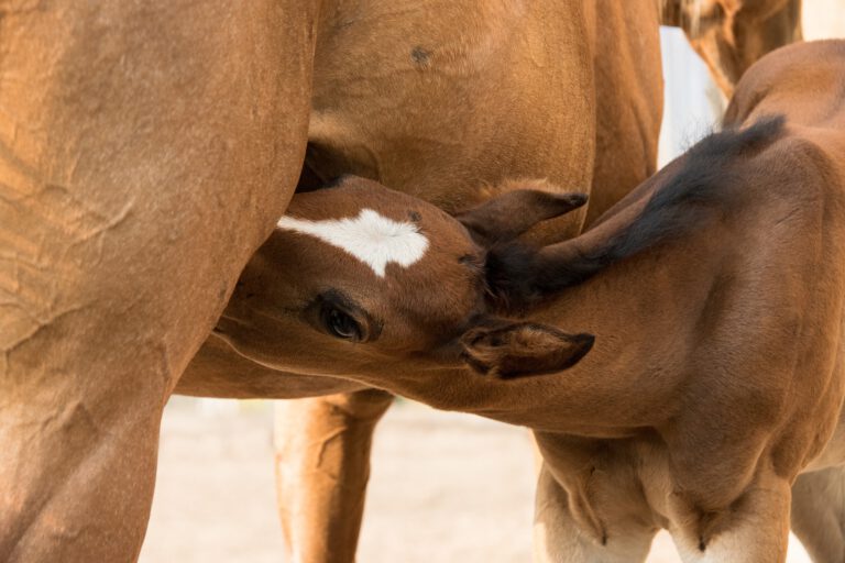 foal-3467649_1920