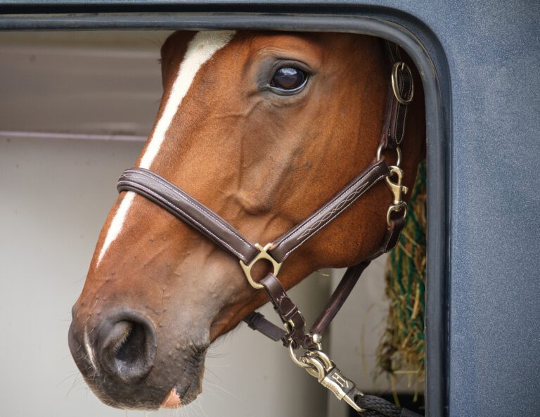 horse-7429843_1920